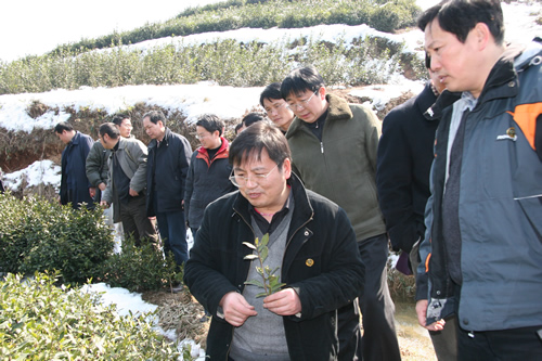 楊亞軍所長,陳直書記與專家一道,深入茶園,考察災情