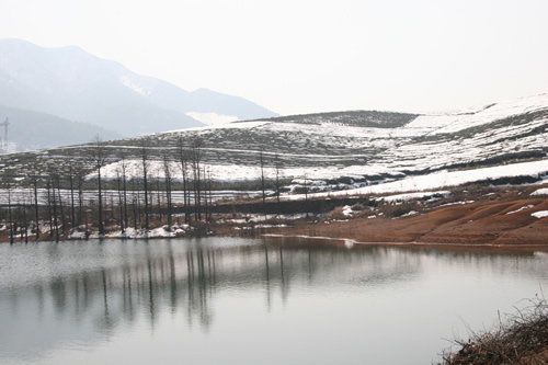 茶園至今雪景猶在