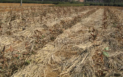 湖南幼齡茶園凍害