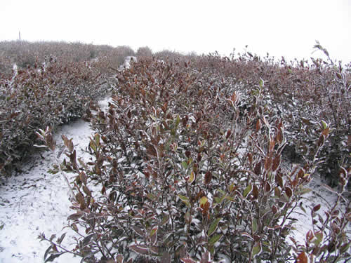 大嵐鎮受凍害的名優茶生產茶園