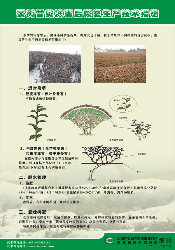 《茶樹雪災凍害后恢復生產技術措施》掛圖